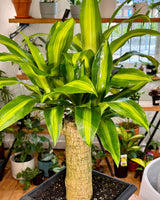 Dracaena fragrans ‘Massangeana’ - Plant Daddy