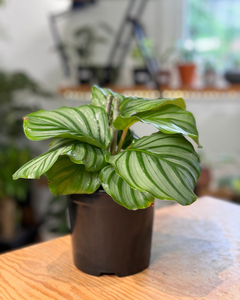 Calathea orbifolia - Plant Daddy