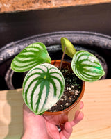 Peperomia argyreia 'Watermelon Peperomia'