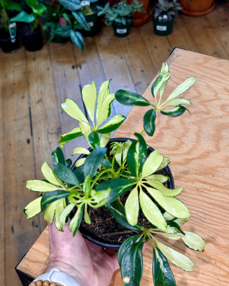 Schefflera arboricola ‘Madame de Smet’ - Plant Daddy