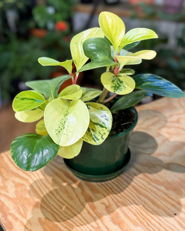 Peperomia ‘Golden Gate’