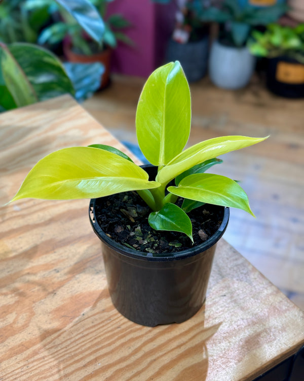 Philodendron ‘Imperial Gold'