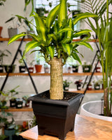 Dracaena fragrans ‘Massangeana’ - Plant Daddy