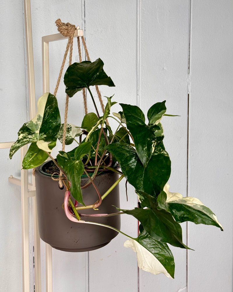 Carafe Hanging Planter