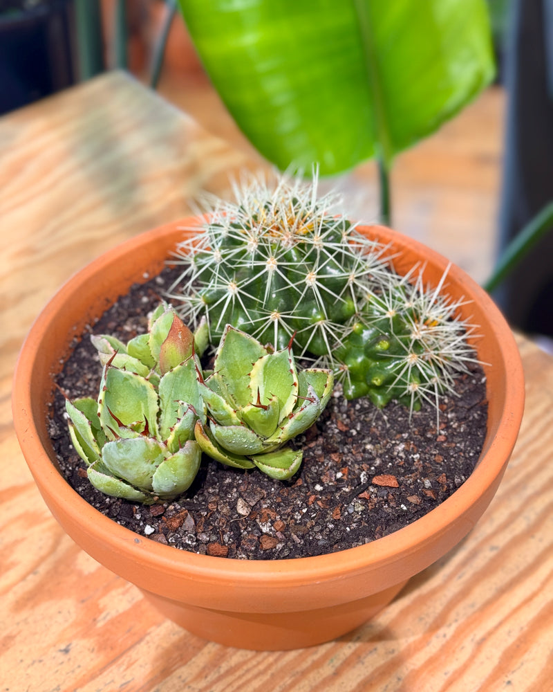 Terra Succulent Mini Garden