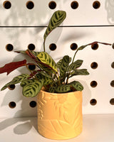 Harvest Ceramic Pot with Ctenanthe