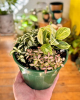 Mini Garden - Homemade - Plant Daddy