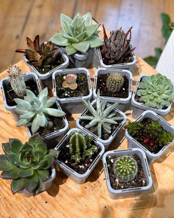 Little Cacti & Succs