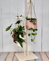 Carafe Hanging Planter