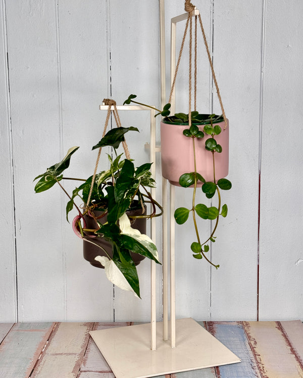 Carafe Hanging Planter