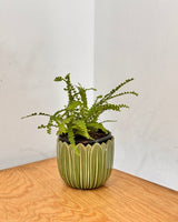Leaf - line Ceramic Pot - Plant Daddy