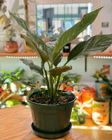 Spathiphyllum ‘Jet Diamond’ - Plant Daddy