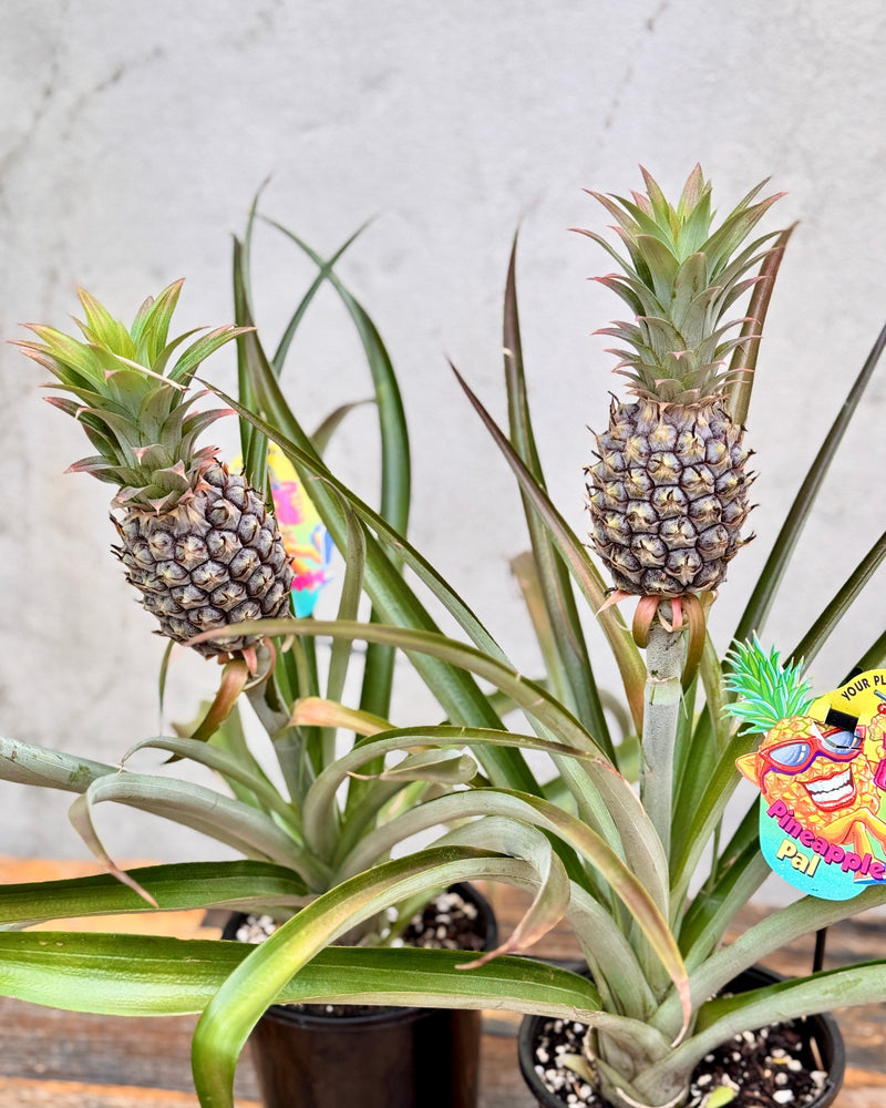 Ananas bracteatus (Pineapple)