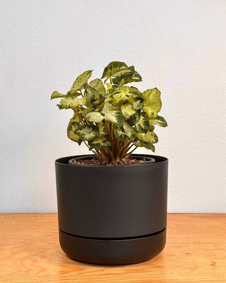 mr kitly self-watering plant pot Selfwatering Plantpot by Mr. Kitly & Decor