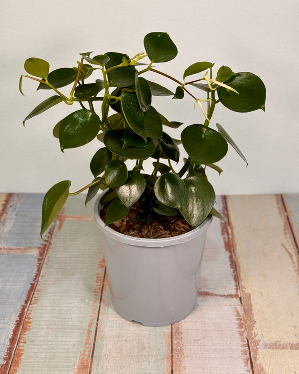 Peperomia polybotrya (Coin Leaf) - Plant Daddy