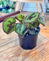 Begonia masoniana ‘Iron Cross’