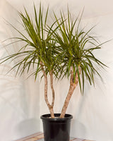 Dracaena marginata (Semi-sculpted) - Plant Daddy