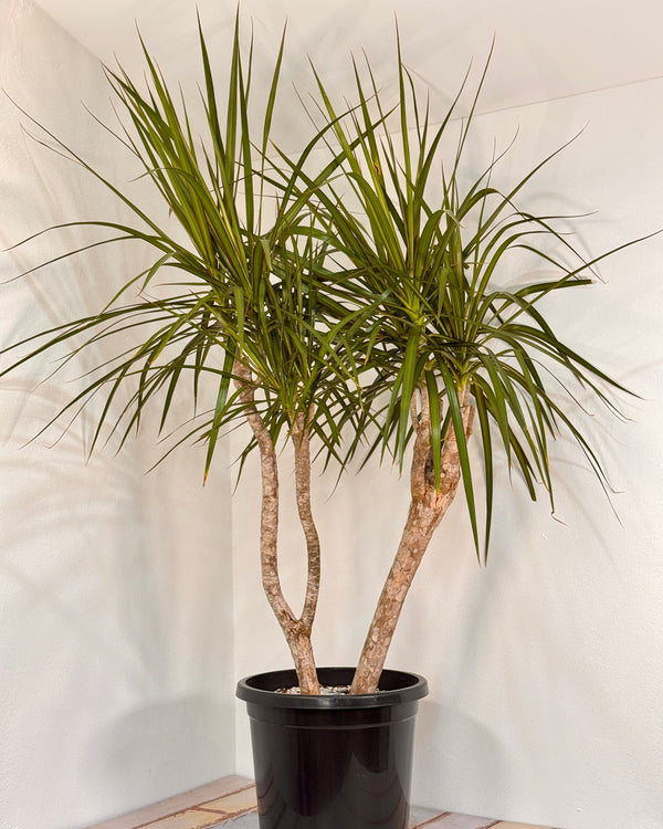 Dracaena marginata (Semi-sculpted) - Plant Daddy