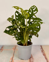 Monstera adansonii 'Wide Form' - Plant Daddy