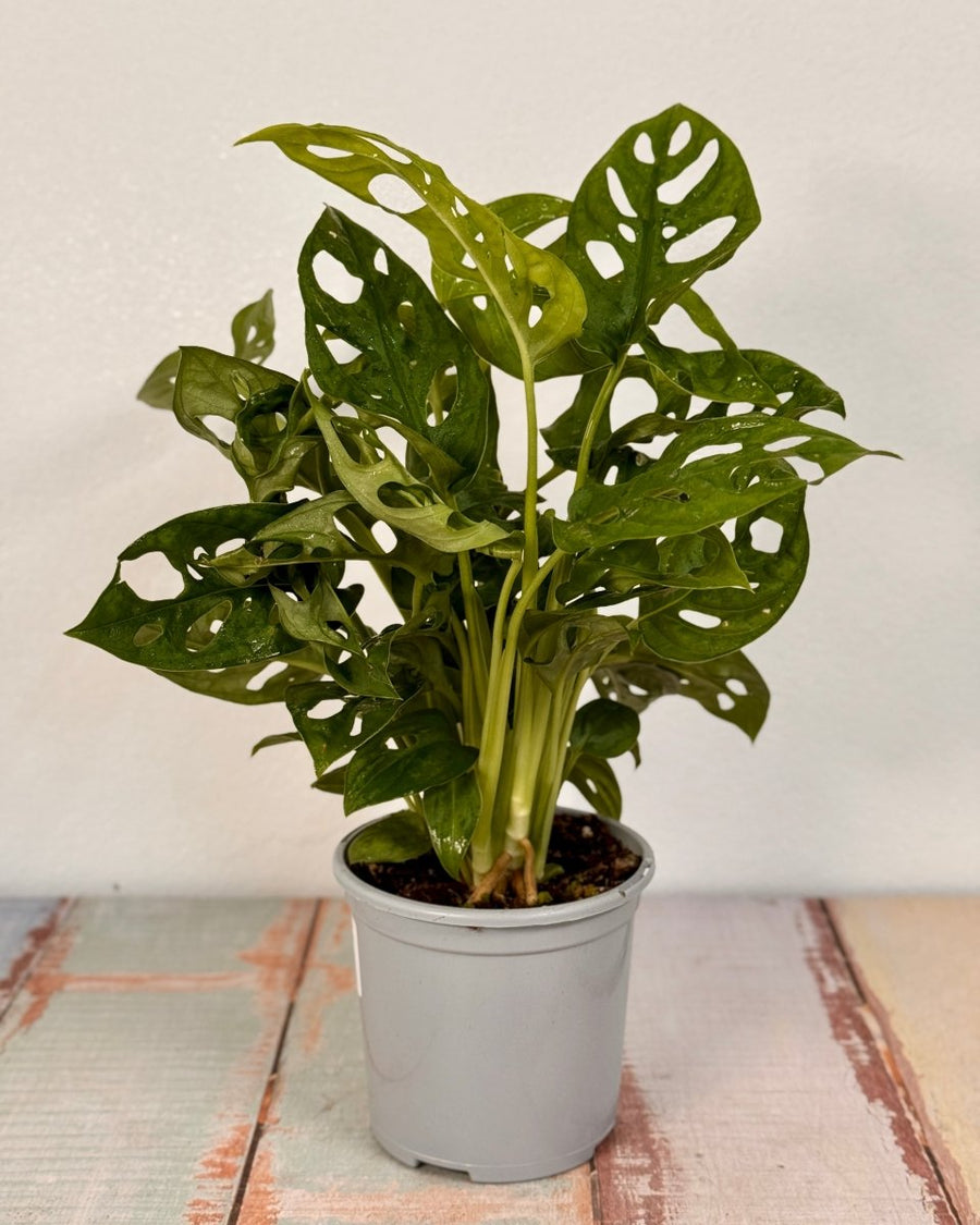 monstera adansonii monkey mask Monstera adansonii (Monkey Mask)