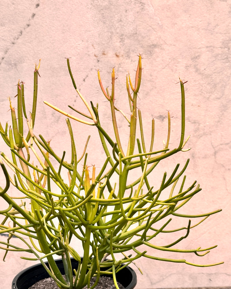 Euphorbia tirucalli (Firesticks)