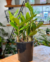 Zamioculcas zamiifolia (ZZ/ Zanzibar Gem)