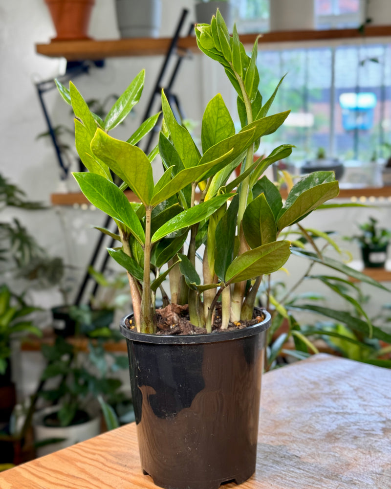 Zamioculcas zamiifolia (ZZ/ Zanzibar Gem) - Plant Daddy