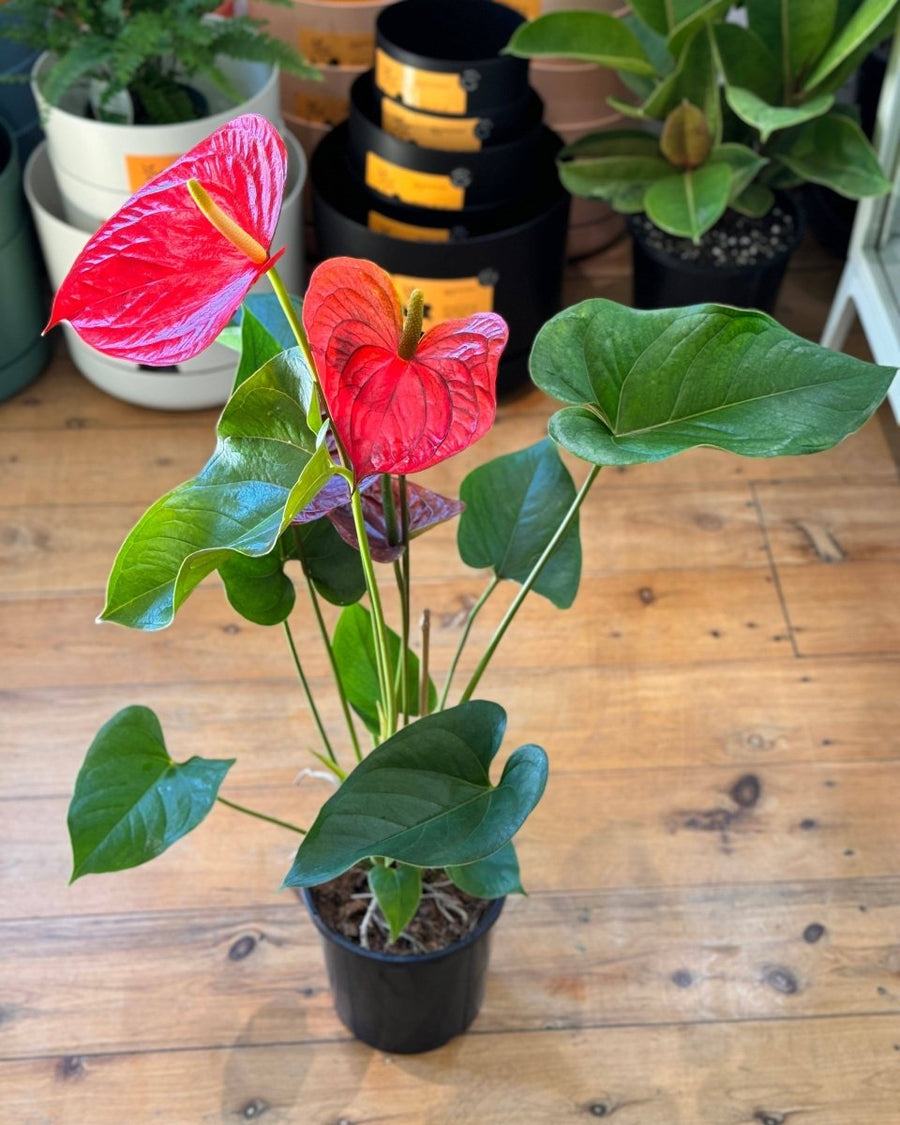 anthurium rojo tropical Anthurium Andraeanum Flamingo Flower