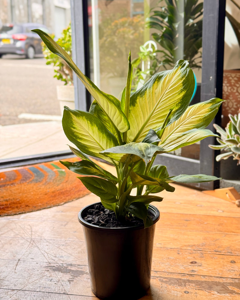 Dieffenbachia ‘Tropic Marianne’ (Dumb Cane) - Plant Daddy