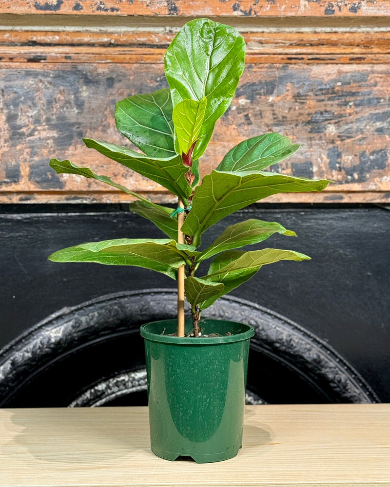 Ficus lyrata (Fiddle Leaf Fig)