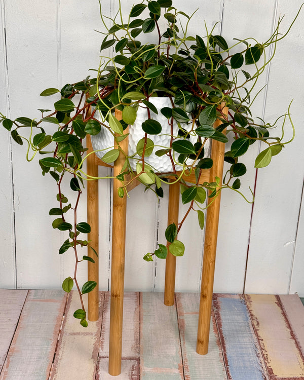 Limbo Wooden Plant Pot Stand