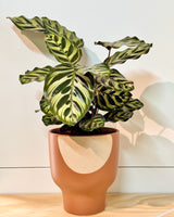 Maison Ember Ceramic Pot