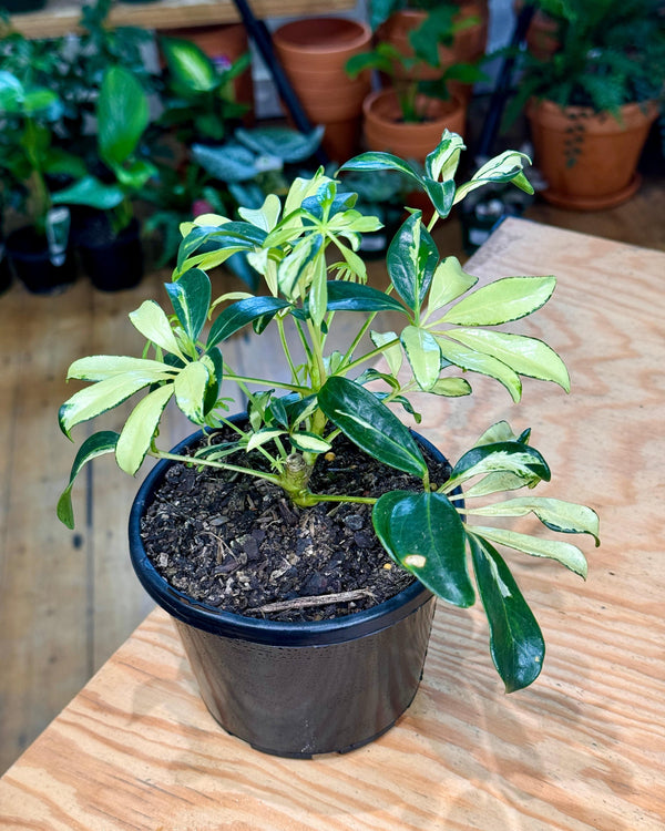 Schefflera arboricola ‘Madame de Smet’ - Plant Daddy