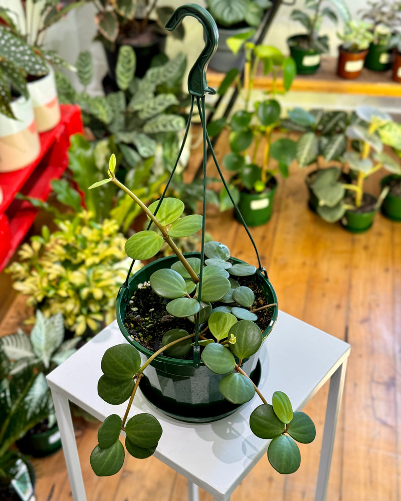 Peperomia hope