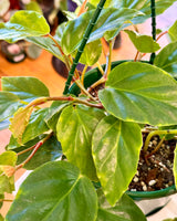 Begonia glaucophylla (Shrimp begonia)