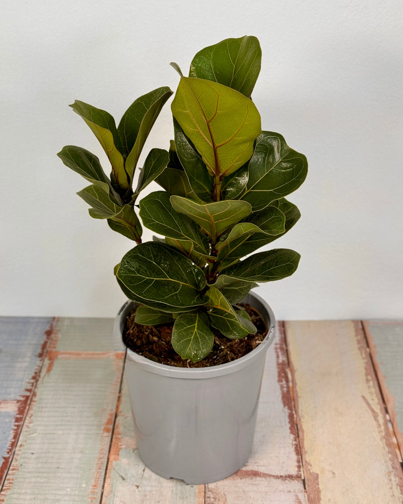 Ficus Lyrata ‘Bambino’ - Plant Daddy