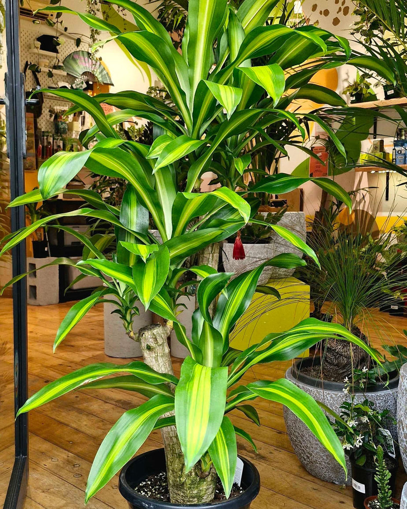 Dracaena fragrans ‘Massangeana’ - Plant Daddy