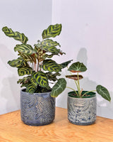 Grove Ceramic Pot - Plant Daddy