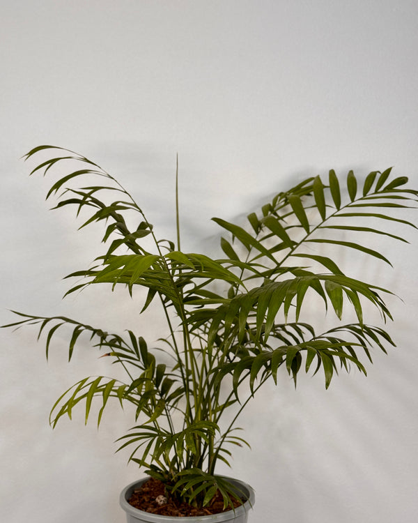 Chamaedorea elegans (Parlour Palm) - Plant Daddy