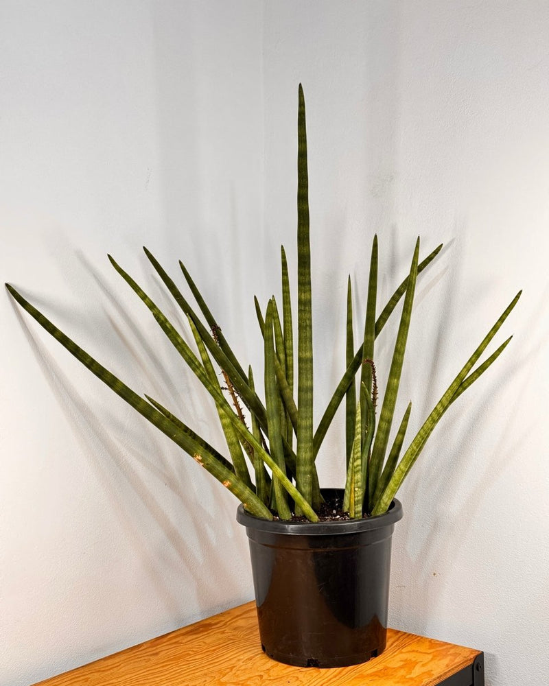 Sansevieria cylindrica - Plant Daddy
