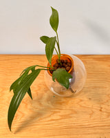 Potted Cup O Flora (Medium Tilt Amber)