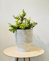 Pedestal Ceramic Pot - Plant Daddy
