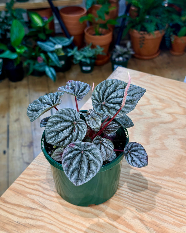 Peperomia Burgundy Ripple