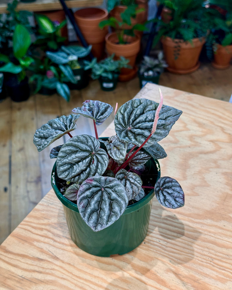 Peperomia Burgundy Ripple