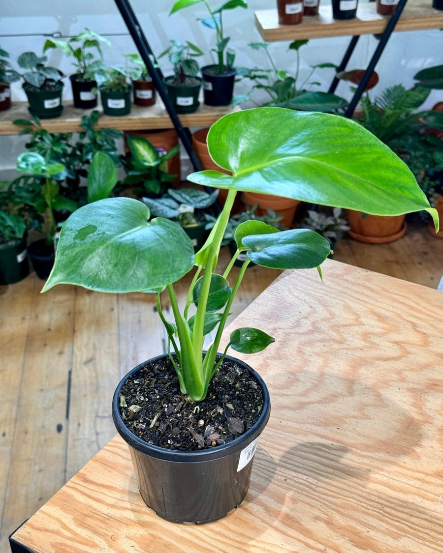 monstera deliciosa australian indoor plants Monstera deliciosa Fruit Salad Plant