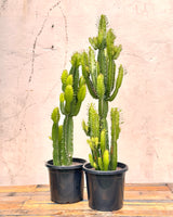 Euphorbia Acrurensis 'Cowboy Cactus'