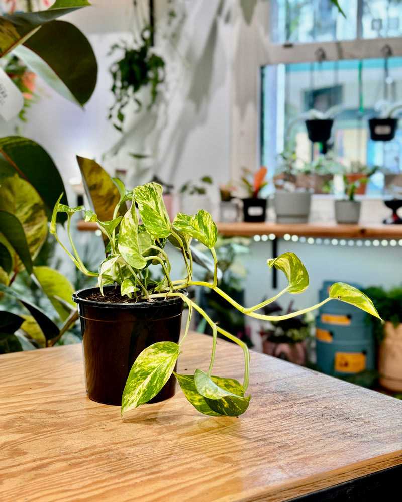 Epipremnum aureum 'Devils Ivy/Golden Pothos' - Plant Daddy