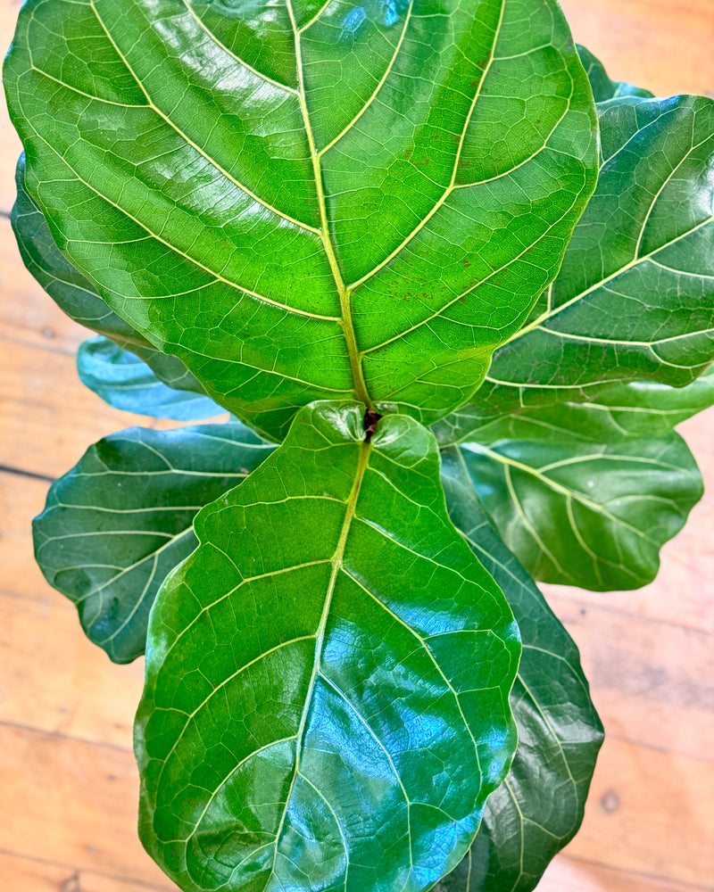 Ficus lyrata (Fiddle Leaf Fig) - Plant Daddy