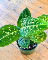 Dieffenbachia 'Reflector'