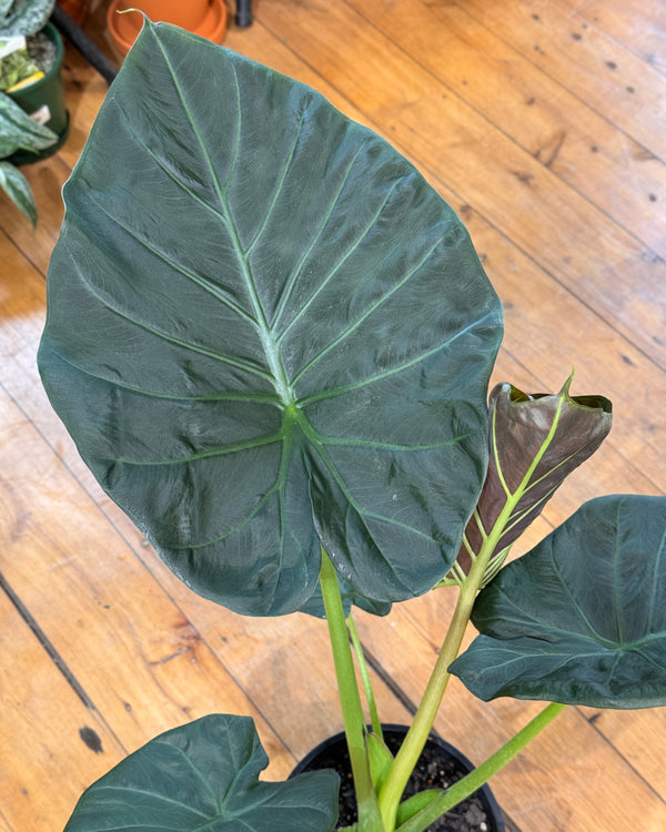 Alocasia regal shield